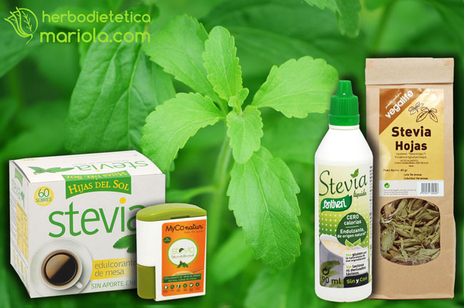 Stevia Rebaudiana